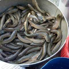 Giá cá lóc tại Trà Vinh lên mức cao nhất trong vòng 3 năm qua
